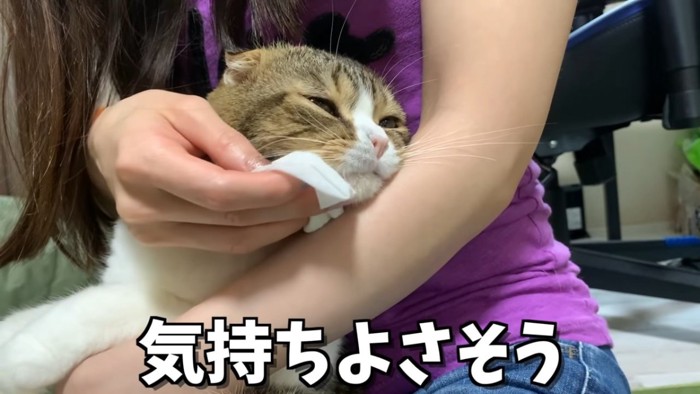 顎を拭かれる猫