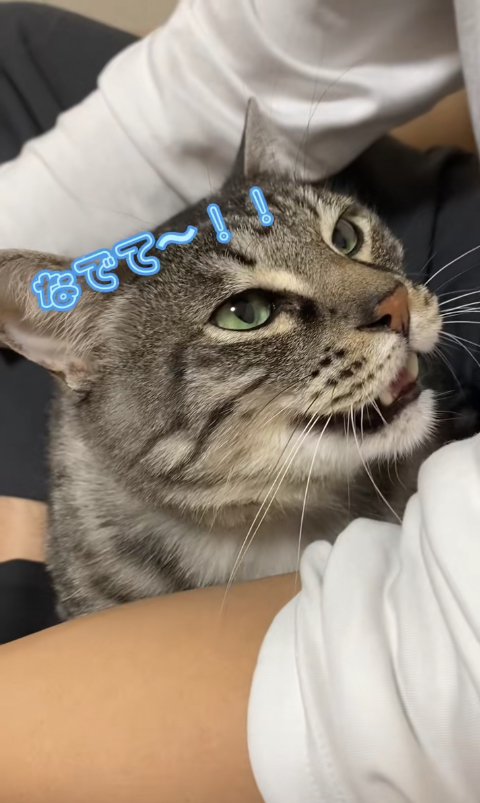膝の上に乗っている画面右側を見つめる猫「なでて〜！！」