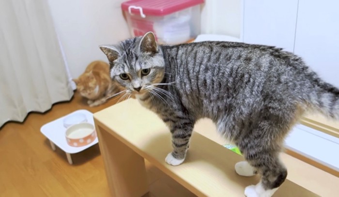 飼い主さんの足元に注目するすしちゃん