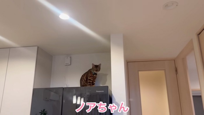 冷蔵庫の上に座る猫