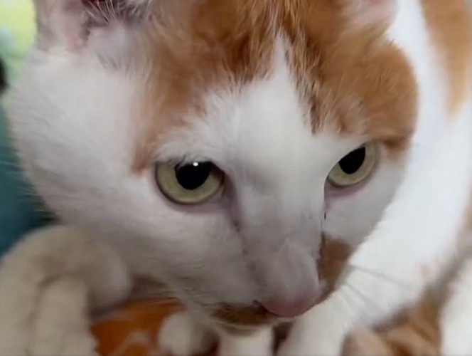 茶白猫の顔のアップ