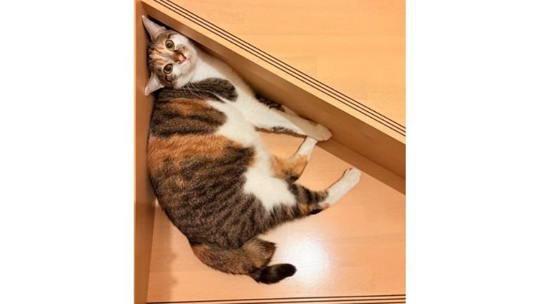 階段にいる猫