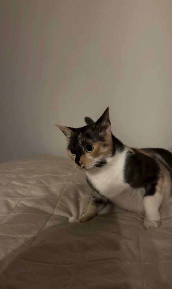 怖がって後ずさる猫