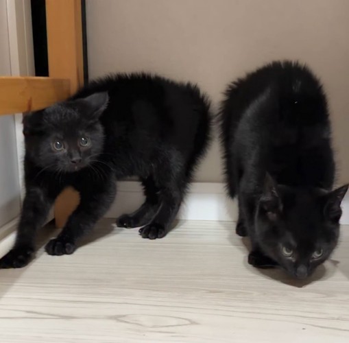 背中を丸める2頭の子猫