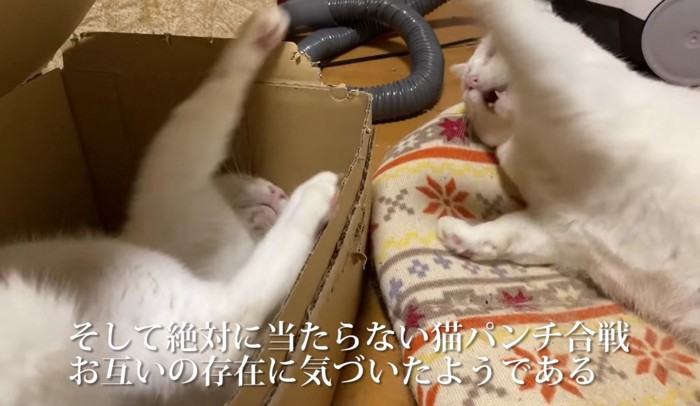 じゃれ合う猫2匹