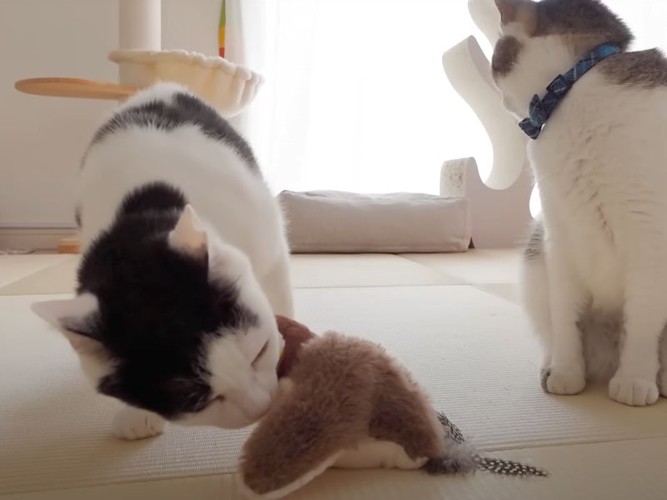 ぬいぐるみのにおいを嗅ぐ猫