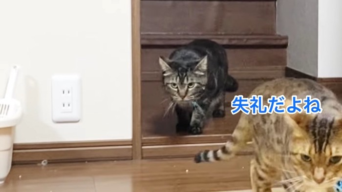 前を向く2匹の猫