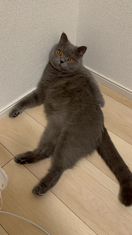 壁に寄りかかる猫