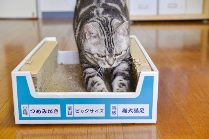 ダンボールで爪とぎをする猫