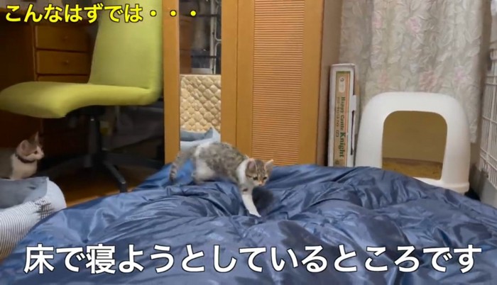 寝ている飼い主の上を歩く子猫