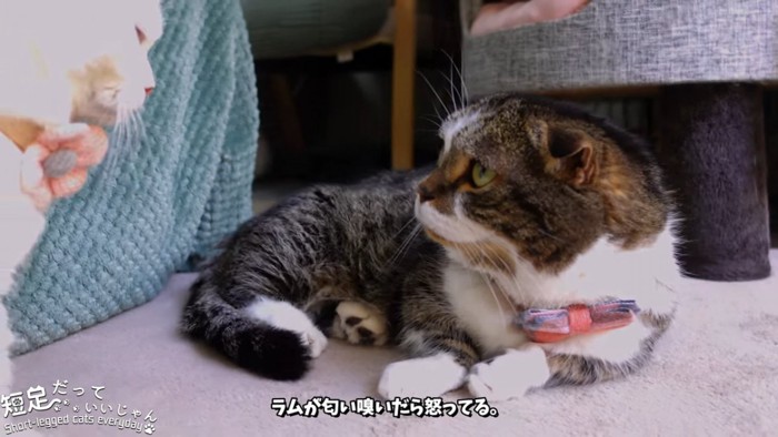 白猫をにらむ猫