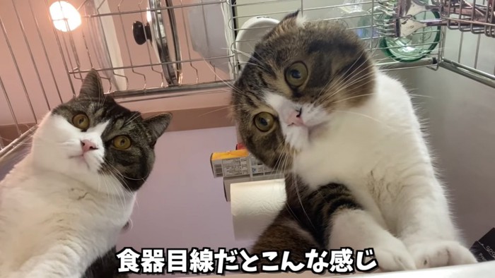 見下ろす2匹の猫