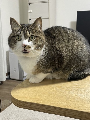 机の上で鳴く猫