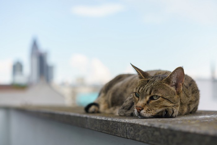 街中でくつろぐ猫