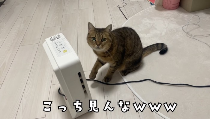 こっち見んなw