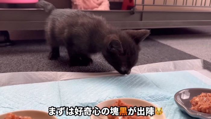 テロップ「まずは好奇心の~」