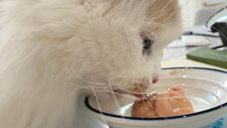 おやつを食べている猫