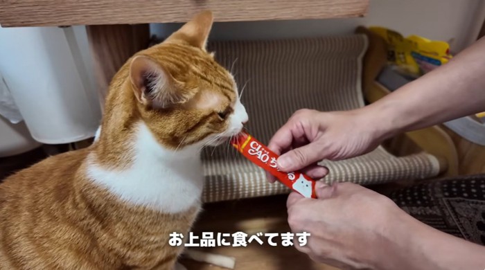 おやつを食べている