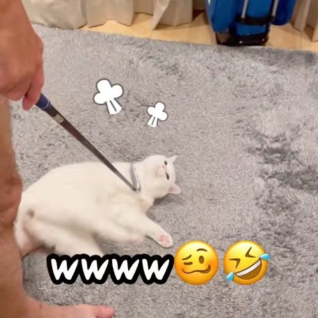 ゴルフクラブの前で横になる白猫