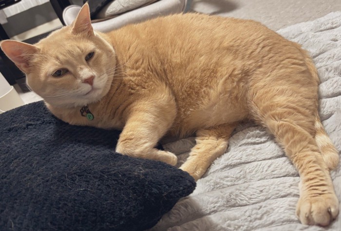 寝そべる猫