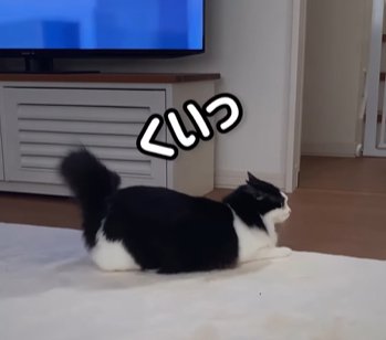 向かって右をみながら尻尾を上げてふる猫(くいっ)