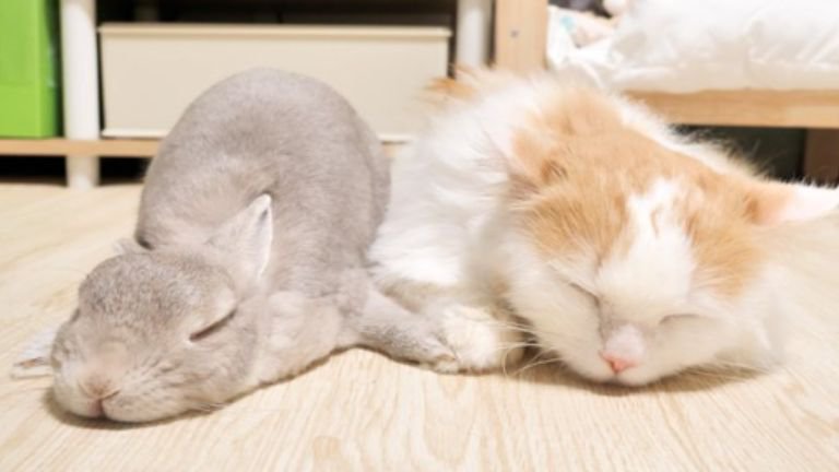 猫とウサギ