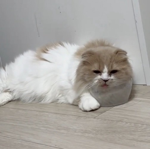 二日酔いみたいな猫