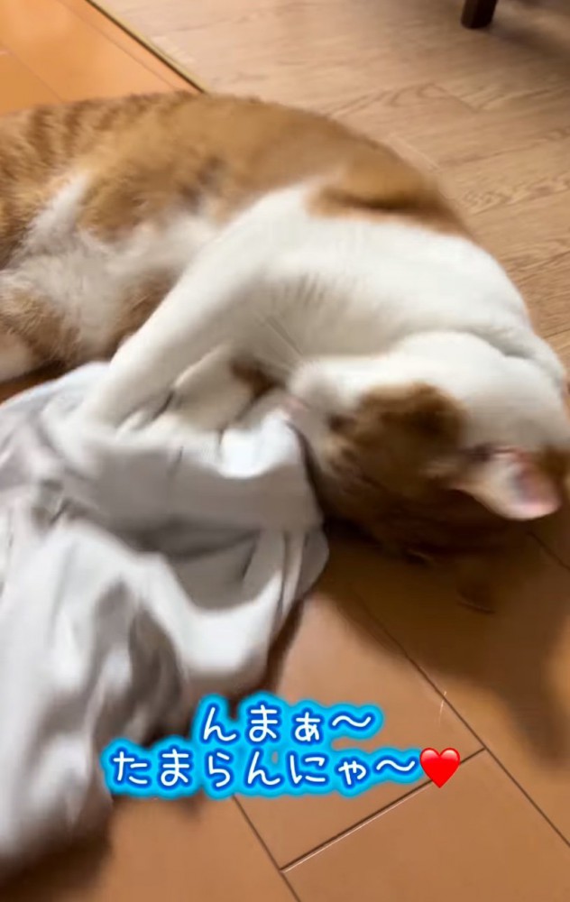 シャツに頭を擦り付ける猫