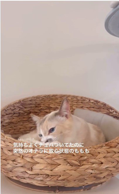 猫用ベッドでくつろぐ猫