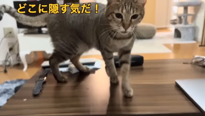 どこ隠す気だの文字と猫