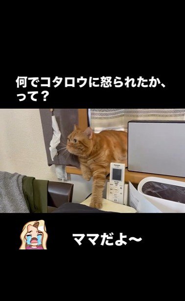 窓辺に寝そべっている猫