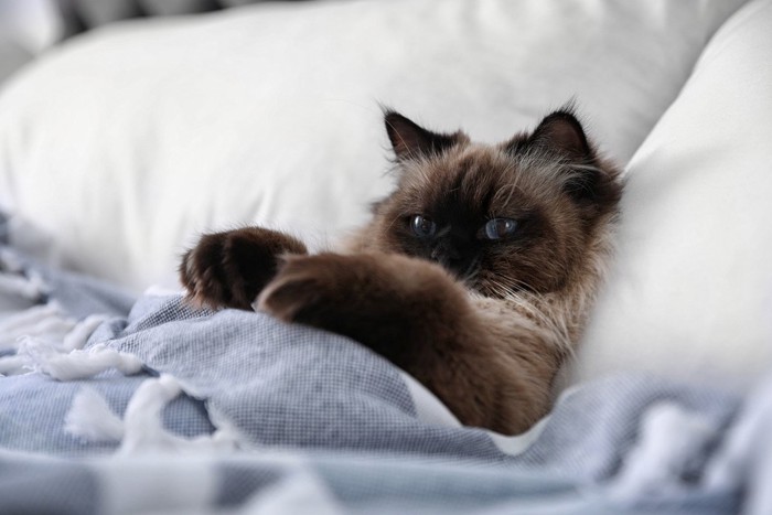 ベッドに寝転がった猫