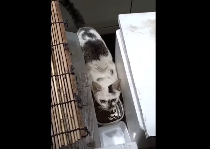 ご飯を食べる猫