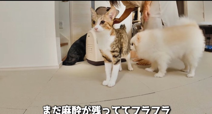 集まる猫と犬