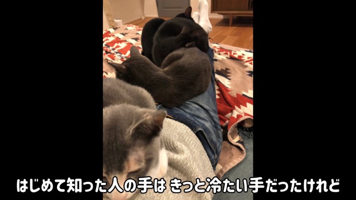 膝の上に乗る猫たち