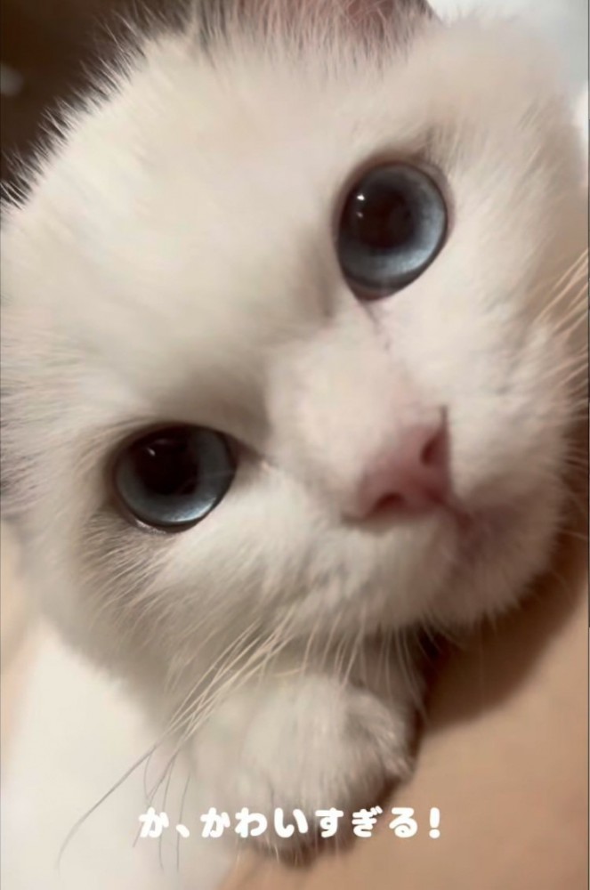 ママさんに甘える子猫のアップ