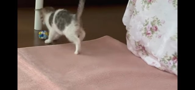 ボールで遊ぶ猫