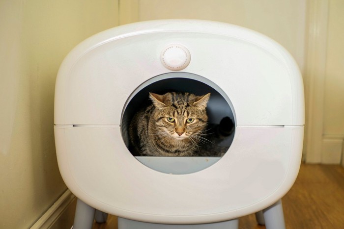 自動猫トイレの中にいる猫