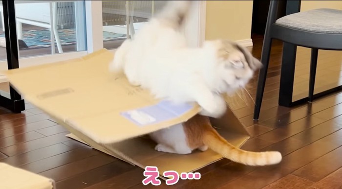 段ボールの上の猫