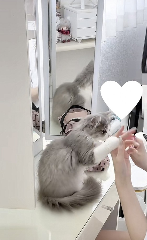 飼い主さんの手に触れる猫の写真2