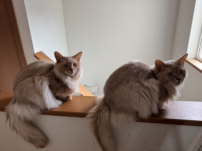 座り込んでそろって振り向く2匹のソマリ