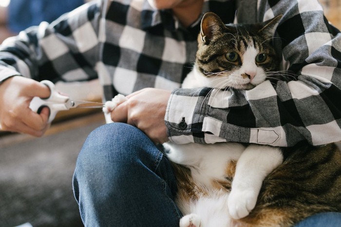 飼い主に抱っこされて爪を切られる猫