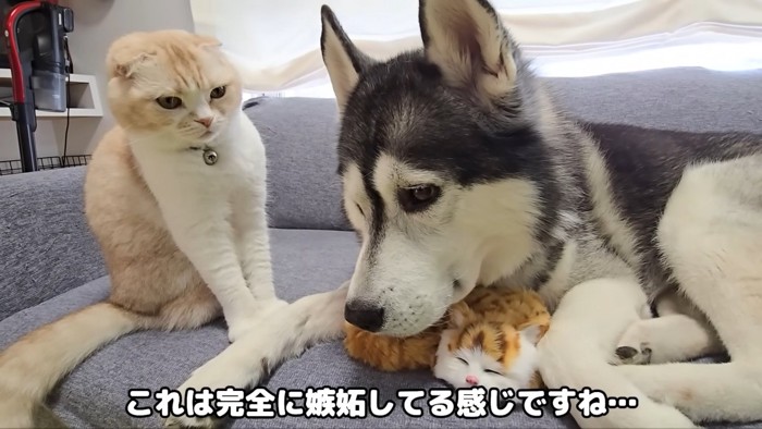 嫉妬している猫さん