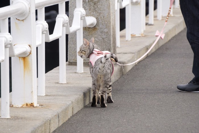 リードをつけて猫の散歩をする人