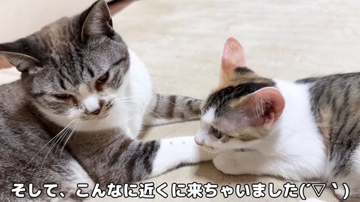 成猫の目の前にいる子猫