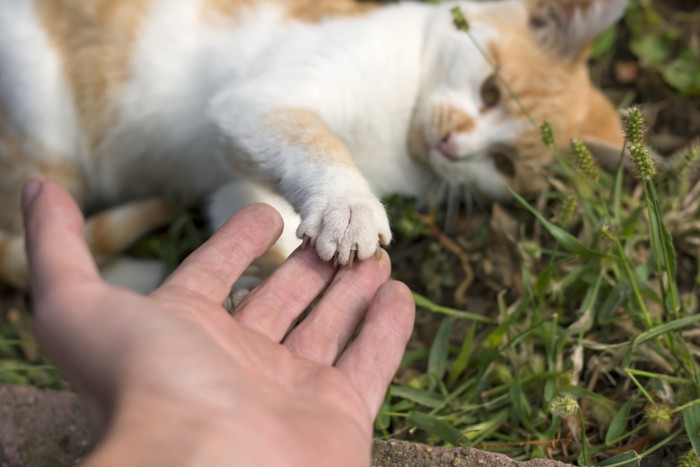 人の手の上に猫が手を置く