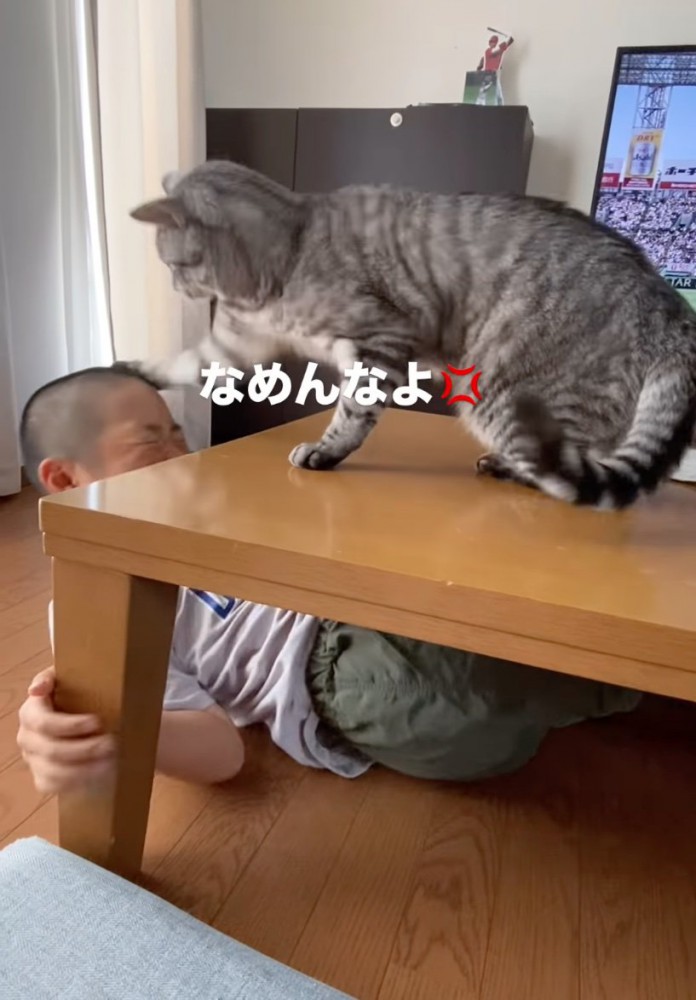 猫パンチ