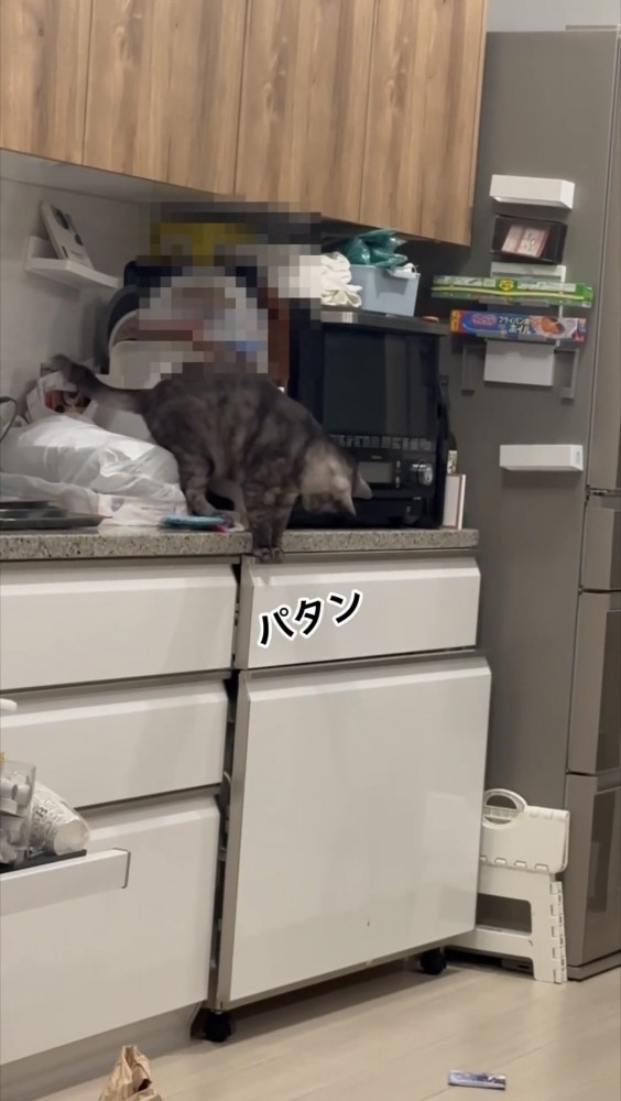 引き出しを閉める猫