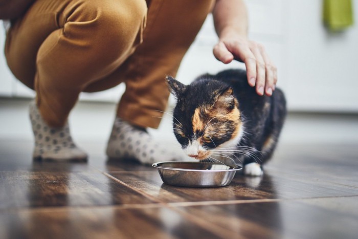 餌を食べる猫を撫でる人