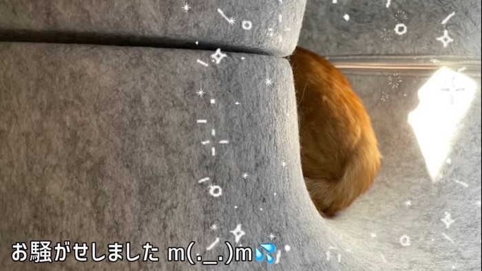 トンネルから見える猫のお尻